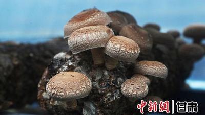 海外客商中意的山坳有何“蘑”力