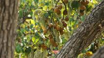 Flourishing pear industry fuels rural revitalization in east China town