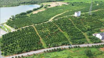 走进药都看发展（四）：江西樟树中医药全链条数字化提升发展新动能