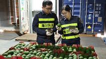 China's Shanghai welcomes first imports of South African avocados