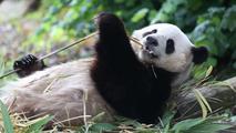 Belgian zoo to return three giant pandas to China in December