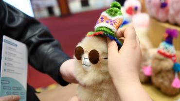 LensToLens | Peruvian alpaca toys enchant Chinese consumers at 7th CIIE