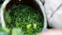 Overseas journalists sip tea, and more, in Guizhou