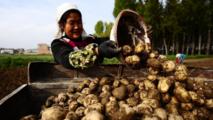 BRI Stories | China, Peru join forces in potato breeding, production