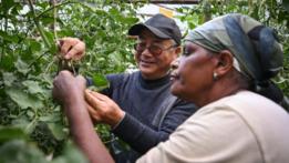 China's agricultural innovation helps African farmers increase yield, income