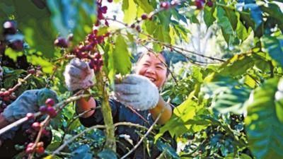 中老铁路引客来 普洱咖啡飘香远