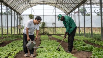 镜头连中外丨“小”木薯结硕果 在非洲播种丰收希望
