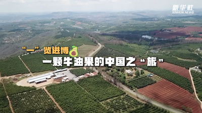“一”览进博丨一颗牛油果的中国之“旅”