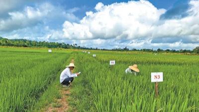 中国农业专家助力科特迪瓦水稻种植业现代化转型