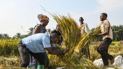 镜观·回响丨中非农业合作，结出“看得见摸得着”的硕果
