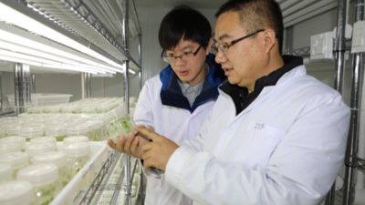 育种观察·筑牢种业振兴根基 | 一粒油菜籽背后的粮安文章