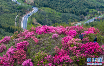 安徽庐江：花开映山红 车在画中行