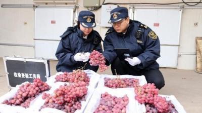 敦煌鲜葡萄首次出口伊拉克