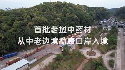 首批老挝中药材从中老边境勐康口岸入境