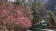 Culture&Life | Zhangjiajie becomes popular destination for global travelers