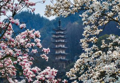 安徽歙县：新安江畔玉兰花开