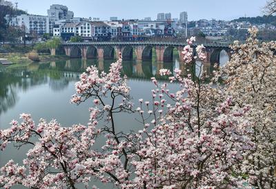 安徽歙县：新安江畔玉兰花开