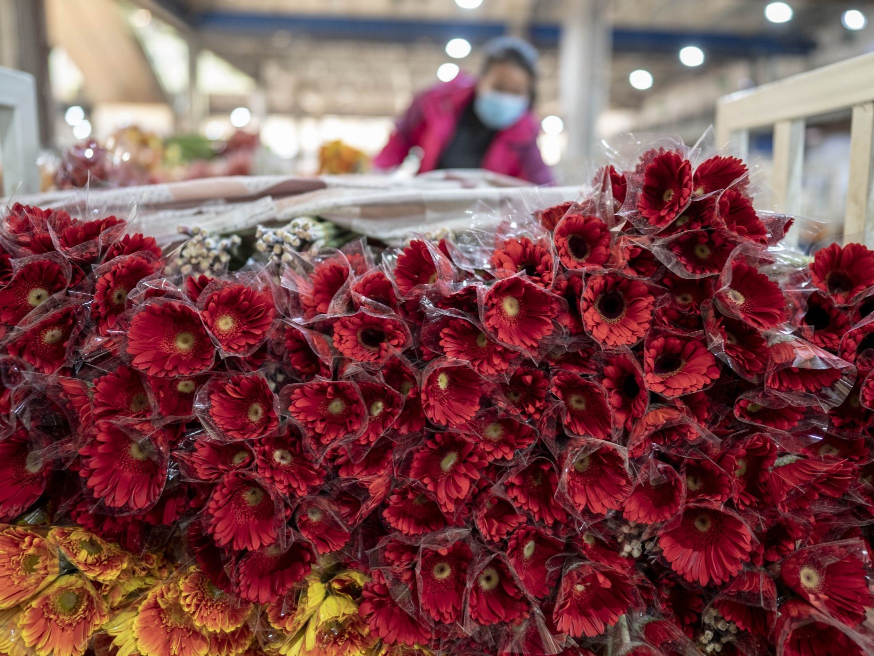 Auctioned transaction at Kunming flower market down 25.2 pct