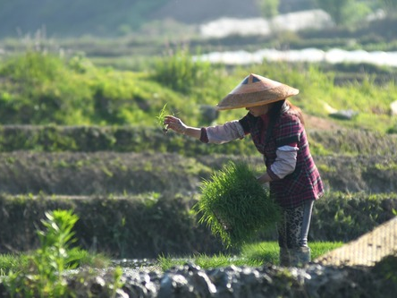 China expects bumper summer grain harvest