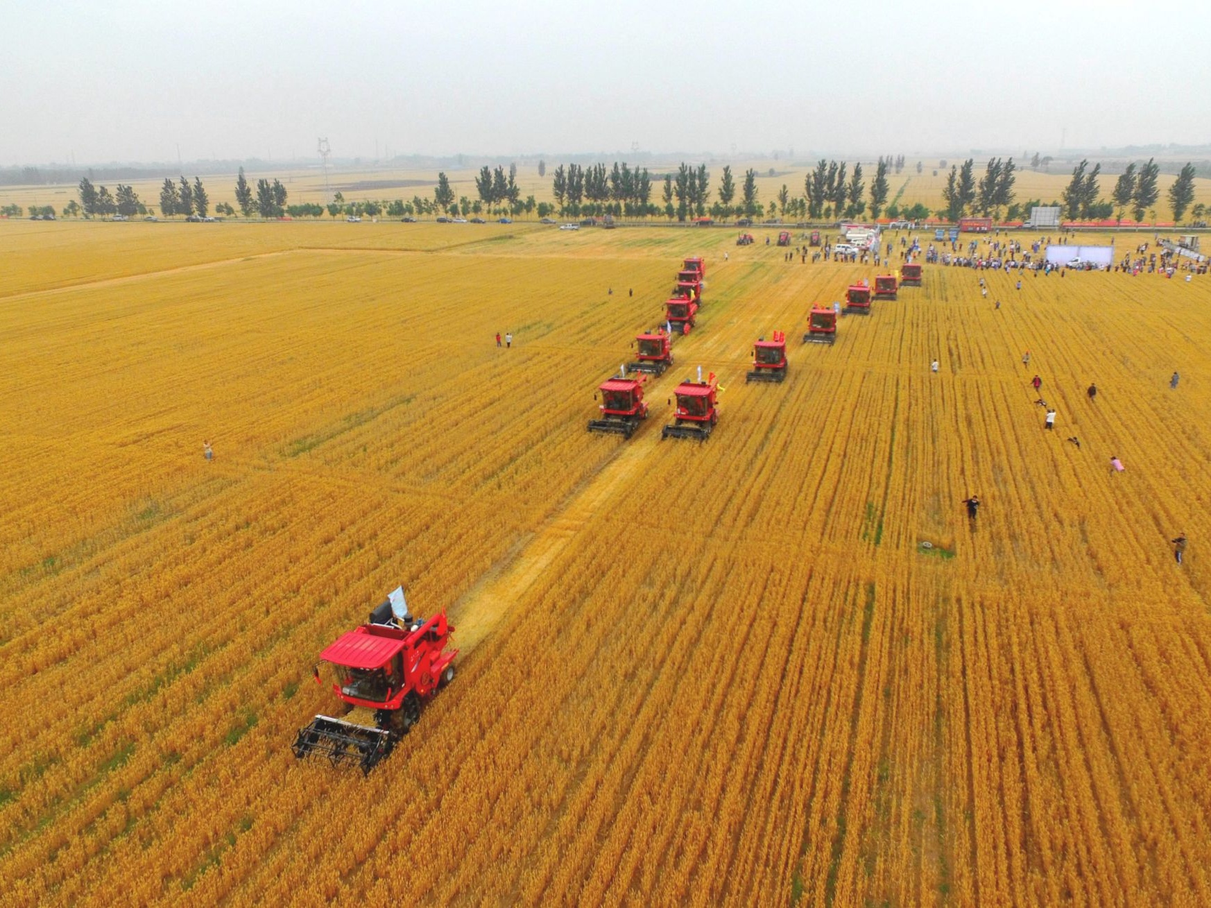China Focus: Farmers see bumper summer grain harvest despite epidemic 