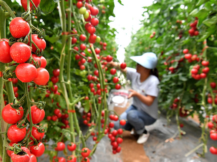 China Focus: Agriculture demonstration zone advances SCO cooperation 