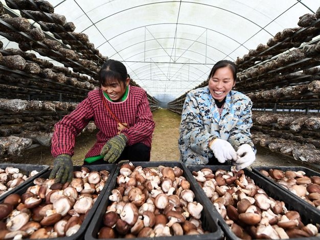 China's impoverished counties see booming sales growth in 2016-2020 