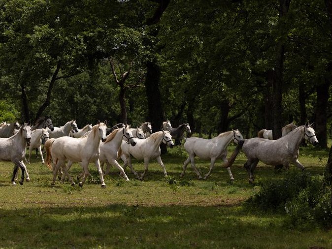 Slovenian horse farm hopes to attract more Chinese tourists
